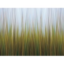 Seagrass Canvas Wall Mural