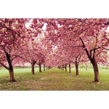 Hall Of Cherries Wall Mural