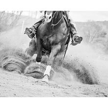 Reining In Wall Mural