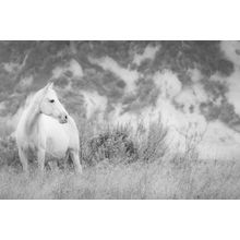Misty Mare Wall Mural