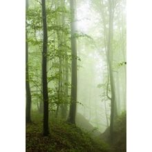 Misty Beech Forest Wall Mural