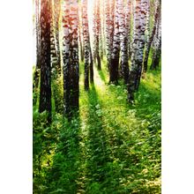Birch Forest In Sunlight Wall Mural