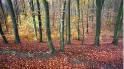 Fall-Scandinavian-Forest-Wallpaper-Mural
