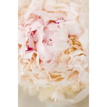 Flower In Full Bloom On A Sunny Summer Day Wall Mural