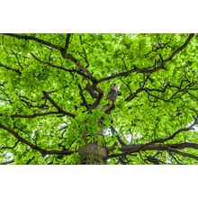 Oak Tree Crown With Spring Green Foliage Wall Mural