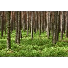 Forest Floor Wall Mural