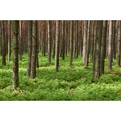 Forest Floor Wall Mural