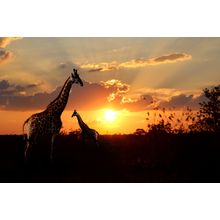 Giraffes At Sunset Wall Mural