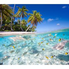 In the Tropics Wall Mural