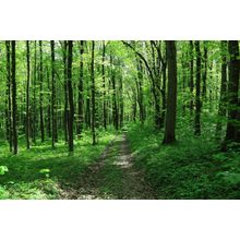 Path In Spring Green Forest Wall Mural