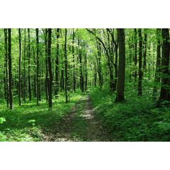 Path In Spring Green Forest Wall Mural