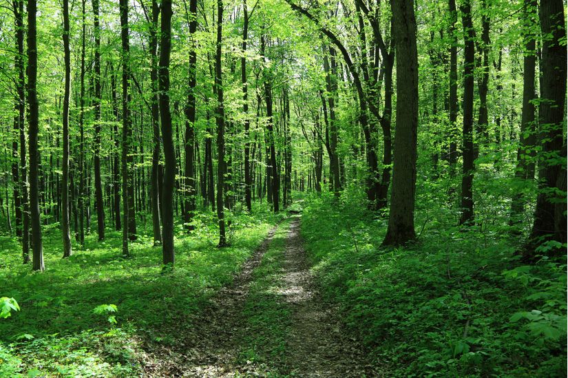 Path-In-Spring-Green-Forest-Wall-Mural