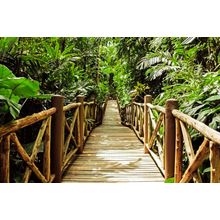 Wood Bridge In The Jungle Wall Mural
