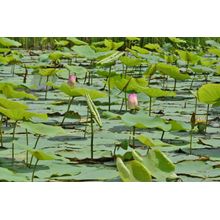 Pink Lotus Flowers In The Canal Mural Wallpaper