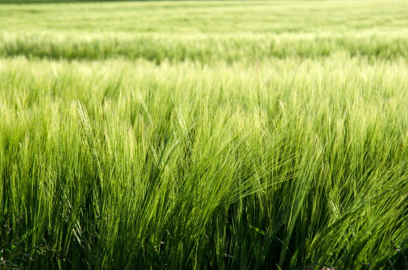 Soft Green Grass Wall Mural Murals Your Way