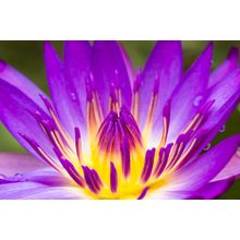 Purple Lotus Flower Wall Mural