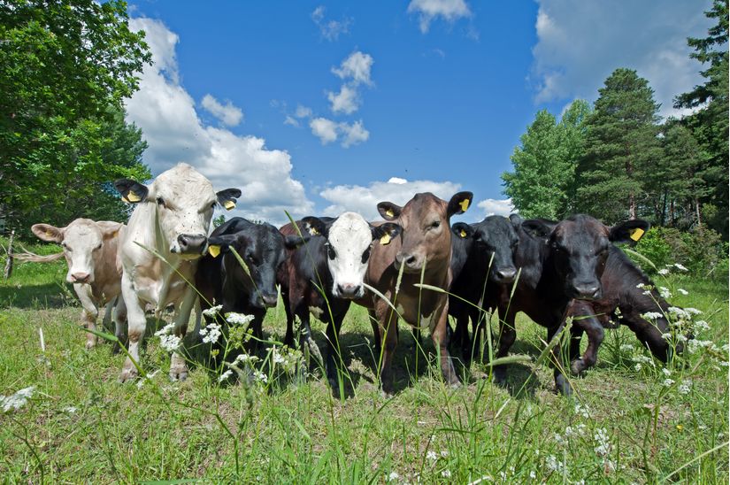 Moo-Mural-Wallpaper