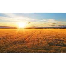 Sunset Over Wheat Field Wall Mural
