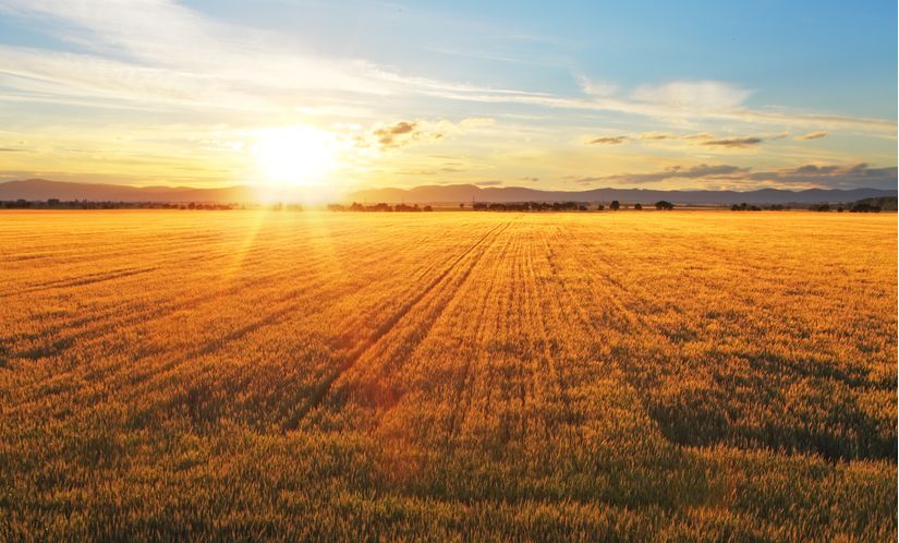 wheat field background sunset