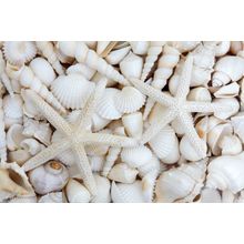 White Seashells Wall Mural
