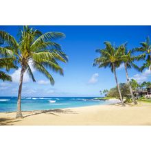 Hawaiian Palm Trees Wall Mural