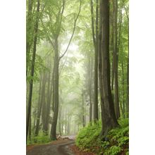 Trail Among Beech Trees In A Misty Spring Forest Wall Mural