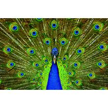 Blue Peacock Wall Mural