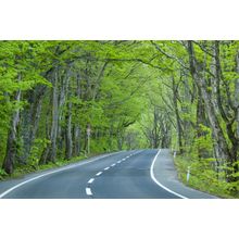 Green Forest Road Wall Mural