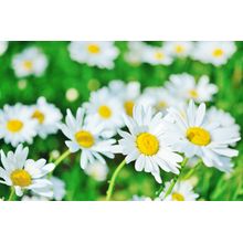 Chamomile Flowers Wall Mural
