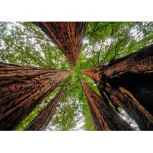 Sequoia Trees In Big Basin Redwoods State Park Mural Wallpaper