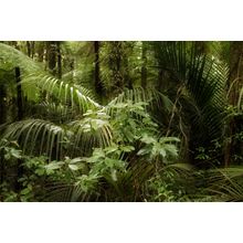 Tropical Jungle Forest Wall Mural