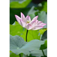 Lotus Wall Mural