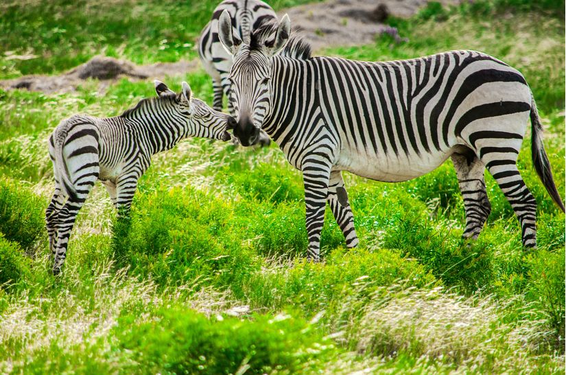 baby zebra wallpaper