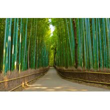 Bamboo Forest Trail Wall Mural