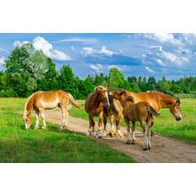 Horses On A Path In The Green Grass Mural Wallpaper