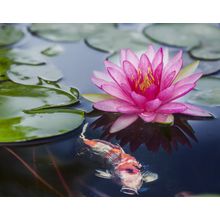 Pink Lotus And Koi Wall Mural