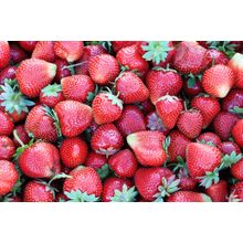 Harvest of Ripe Strawberries Wall Mural