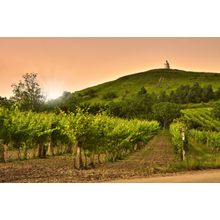 Dusk Vineyard Wall Mural