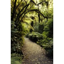 Tropical Forest Trail Wall Mural