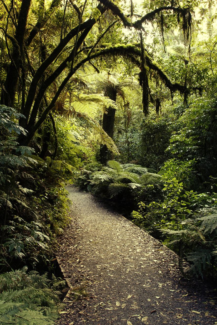 Tropical-Forest-Trail-Wall-Mural