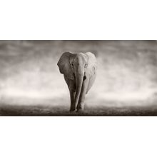 Wild African Elephant Mural Wallpaper
