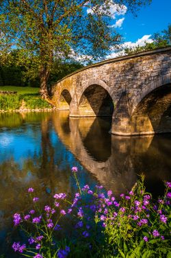 Purple-Flower-and-Burnside-Bridge-Wallpaper-Mural