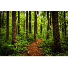 Shenandoah Trail Wall Mural