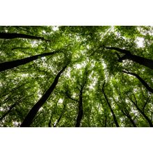 Forest In Shenandoah National Park, Virginia Wall Mural