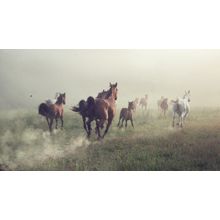 A Group of Horses Running In A Meadow Mural Wallpaper