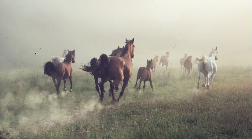 A-Group-of-Horses-Running-In-A-Meadow-Mural-Wallpaper