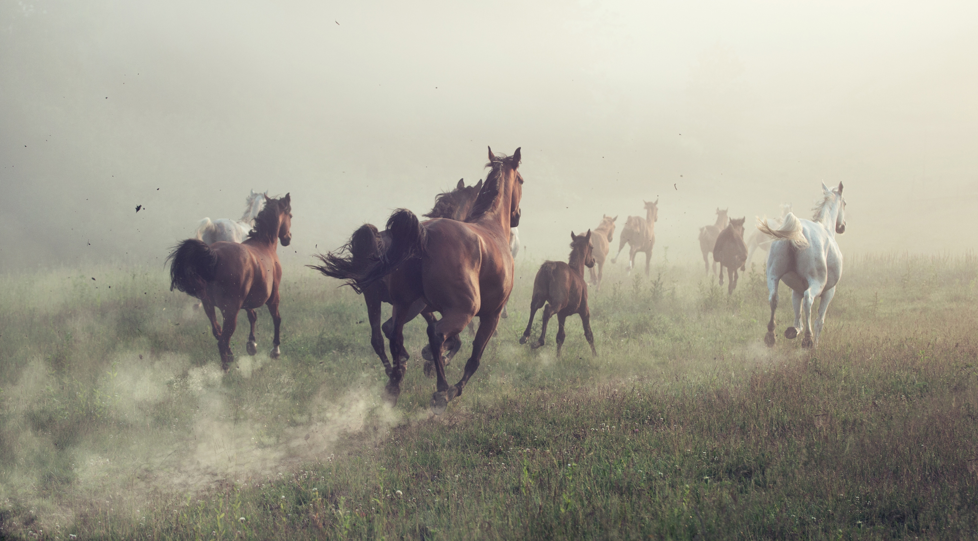 wild horses galloping in a meadow