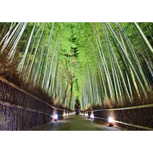 The Bamboo Forest Of Kyoto Wall Mural