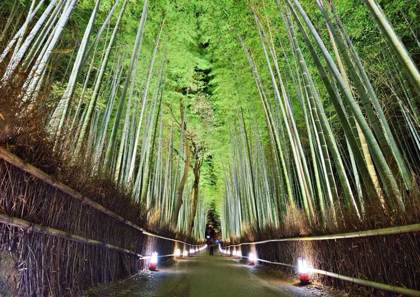 The Bamboo Forest Of Kyoto Wall Mural - Murals Your Way