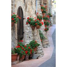 Geranium Flowers In Italian Streets Wall Mural